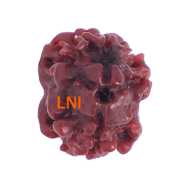 2 Mukhi Rudraksha Size 15.02 mm (Certified)(2 seeds) 