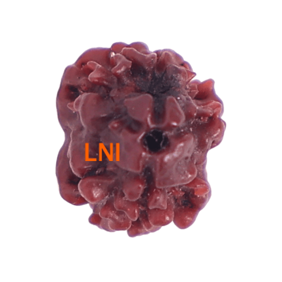 2 Mukhi Rudraksha Size 15.02 mm (Certified) Rudraksha, 2 Mukhi Rudraksha, 2 Mukhi Rudraksha from Nepal image