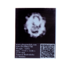 2 Mukhi Rudraksha Size 15.02 mm (Certified)(2 seeds) 