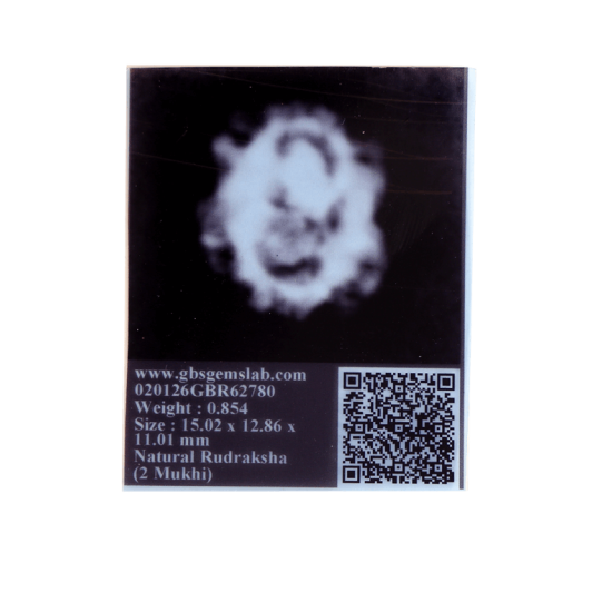 2 Mukhi Rudraksha Size 15.02 mm (Certified) Rudraksha, 2 Mukhi Rudraksha, 2 Mukhi Rudraksha from Nepal image