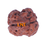 2 Mukhi Rudraksha Size 15.50 mm (With Lab Certificate)
