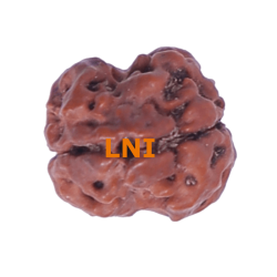 2 Mukhi Rudraksha Size 15.50 mm (With Lab Certificate)