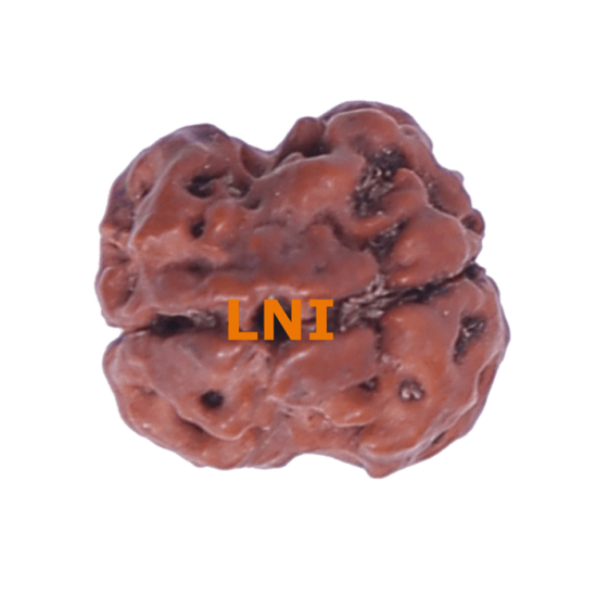 2 Mukhi Rudraksha Size 16.70 mm (With Lab Certificate) image