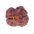 2 Mukhi Rudraksha Size 15.50 mm (With Lab Certificate)