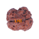 2 Mukhi Rudraksha Size 16.70 mm (With Lab Certificate) image