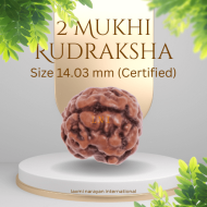 2 Mukhi Rudraksha Size 14.03 mm (With Lab Certificate)