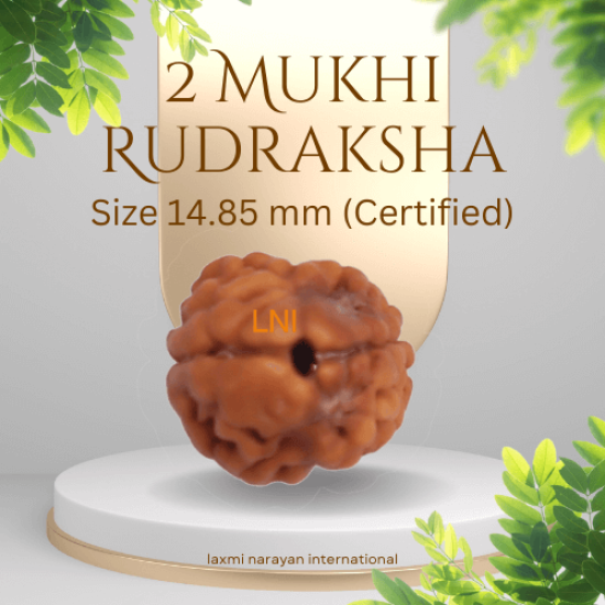2 Mukhi Rudraksha Size 14.85 mm (Certified) 