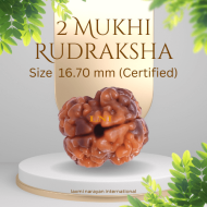 2 Mukhi Rudraksha Size 16.70 mm (With Lab Certificate)