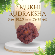 2 Mukhi Rudraksha Size 18.10 mm (Certified)