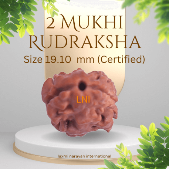 2 Mukhi Rudraksha Size 19.10 mm (Certified)