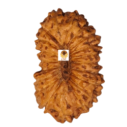 20 Mukhi Rudraksha Size: 13.96 mm (With Lab Certificate)