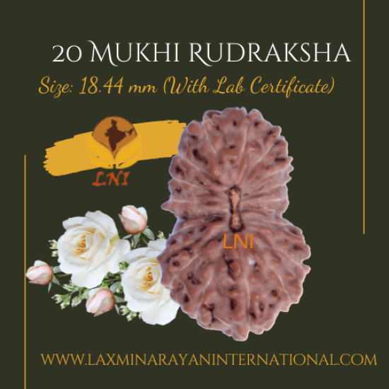 20 Mukhi Rudraksha Size: 18.44 mm (With Lab Certificate)