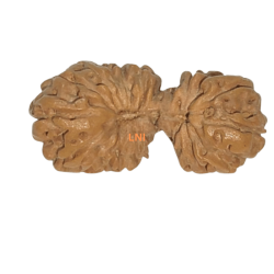 21 Mukhi Gaurishankar Rudraksha Size: 16.60mm (Certified)