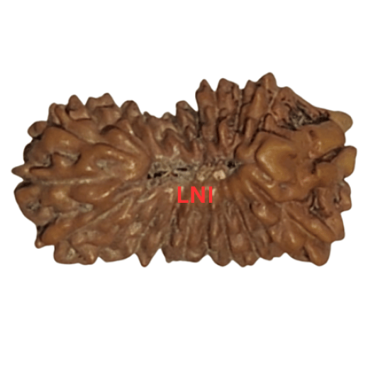 21 Mukhi Rudraksha Size: 13.05mm (With Lab Certificate) Higher Rudraksha, 21 Mukhi from Indonesia image