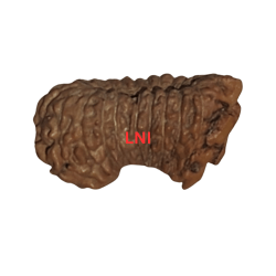 21 Mukhi Rudraksha Size: 13.05mm (With Lab Certificate)