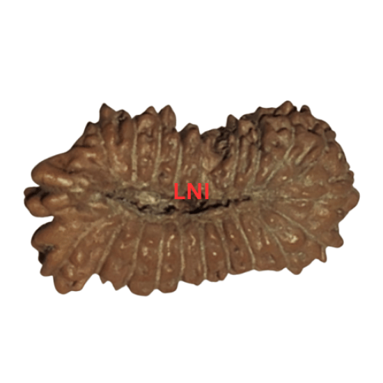 21 Mukhi Rudraksha Size: 13.05mm (With Lab Certificate) Higher Rudraksha, 21 Mukhi from Indonesia image