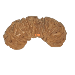 21 Mukhi Gaurishankar Rudraksha Size: 16.60mm (Certified)