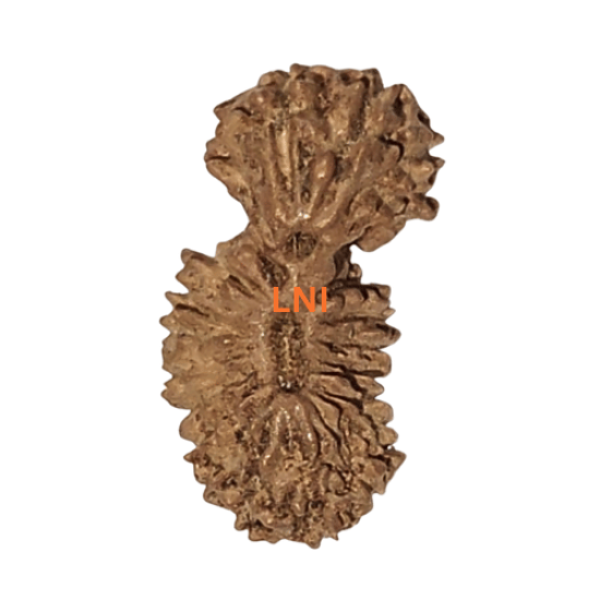 21 Mukhi Gaurishankar Rudraksha Size: 11.11mm (Certified) Higher Rudraksha, 21 Mukhi from Indonesia image