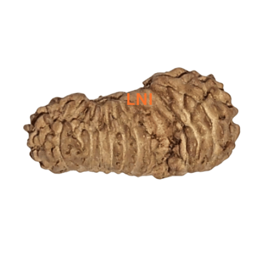 21 Mukhi Gaurishankar Rudraksha Size: 11.11mm (Certified) Higher Rudraksha, 21 Mukhi from Indonesia image