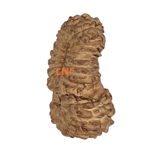 21 Mukhi Gaurishankar Rudraksha Size: 11.11mm (Certified) Higher Rudraksha, 21 Mukhi from Indonesia image