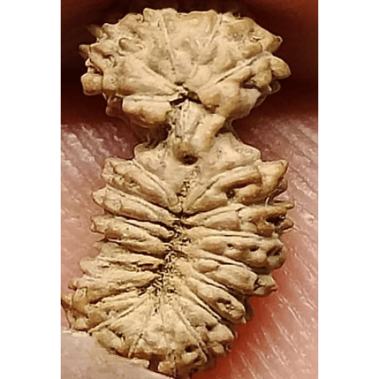 21 Mukhi Gaurishankar Rudraksha Size: 11.11mm (Certified)