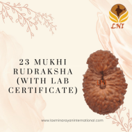 23 Mukhi Rudraksha Size: 19.51mm (With Lab Certificate)