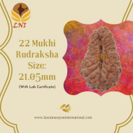 22 Mukhi Rudraksha Size: 21.05mm (With Lab Certificate)
