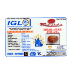 23 Mukhi Rudraksha Size: 19.51mm (With Lab Certificate)