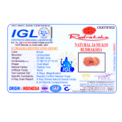 24 Mukhi Rudraksha Size: 27.86mm (With Lab Certificate)