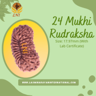 24 Mukhi Rudraksha Size: 17.97mm (With Lab Certificate)