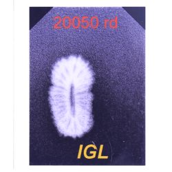 24 Mukhi Rudraksha Size: 17.97mm (With Lab Certificate)