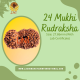24 Mukhi Rudraksha Size: 27.86mm (With Lab Certificate)