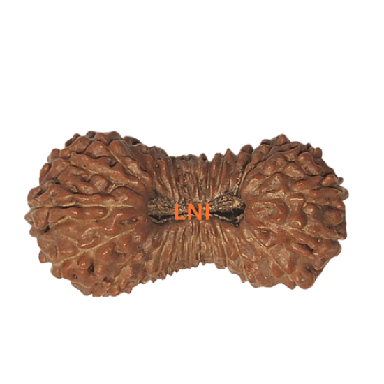 30 Mukhi Rudraksha Size: 26.15 mm (With Lab Certificate) RARE ITEMS image