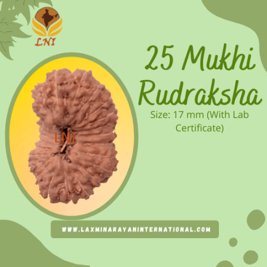 25 Mukhi Rudraksha Size: 17 mm (With Lab Certificate)