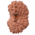 22 to 34 Mukhi Rudraksha