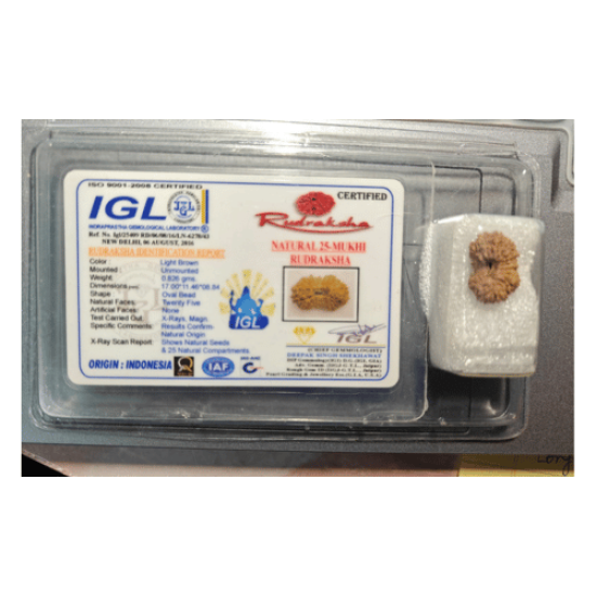 25 Mukhi Rudraksha Size: 17 mm (With Lab Certificate) Higher Rudraksha, 22 to 34 Mukhi Rudraksha image