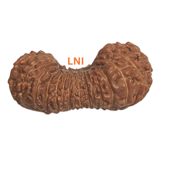 30 Mukhi Rudraksha Size: 26.15 mm (With Lab Certificate) RARE ITEMS image