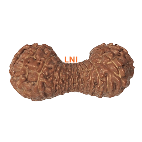 30 Mukhi Rudraksha Size: 26.15 mm (With Lab Certificate) RARE ITEMS image