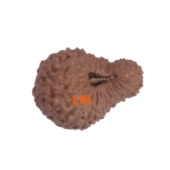 27 Mukhi Rudraksha Size: 20.55mm (X-Ray Certified)