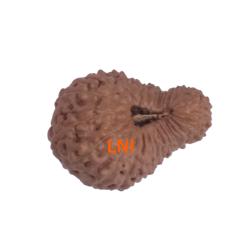 27 Mukhi Rudraksha Size: 20.55mm (X-Ray Certified)