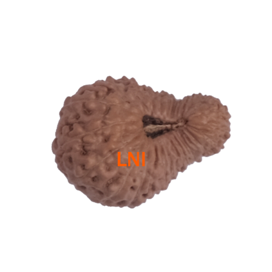27 Mukhi Rudraksha Size: 20.55mm (X-Ray Certified)