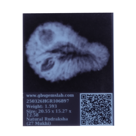 27 Mukhi Rudraksha Size: 20.55mm (X-Ray Certified)