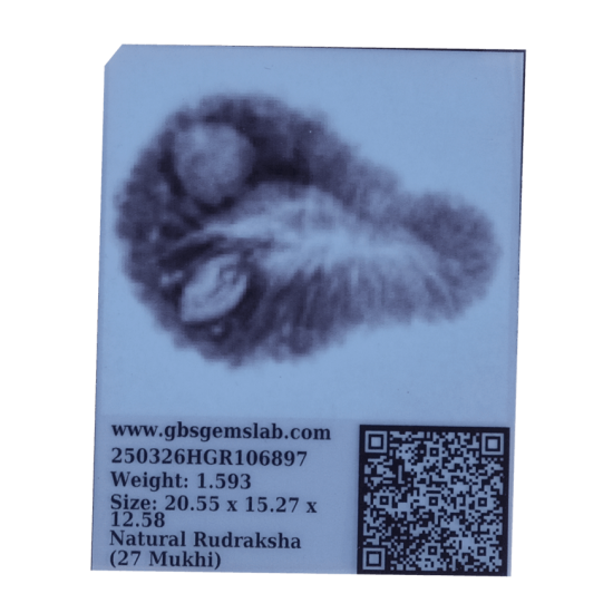27 Mukhi Rudraksha Size: 20.55mm (X-Ray Certified)