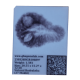 27 Mukhi Rudraksha Size: 20.55mm (X-Ray Certified)
