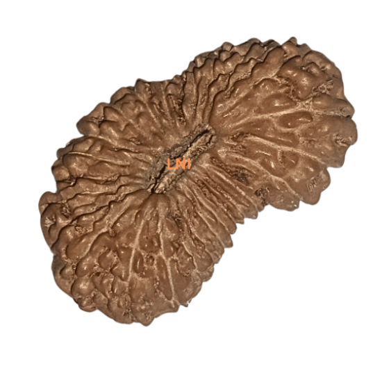 27 Mukhi Rudraksha Size: 25.20 mm (With Lab Certificate)