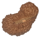 27 Mukhi Rudraksha Size: 25.20 mm (With Lab Certificate)