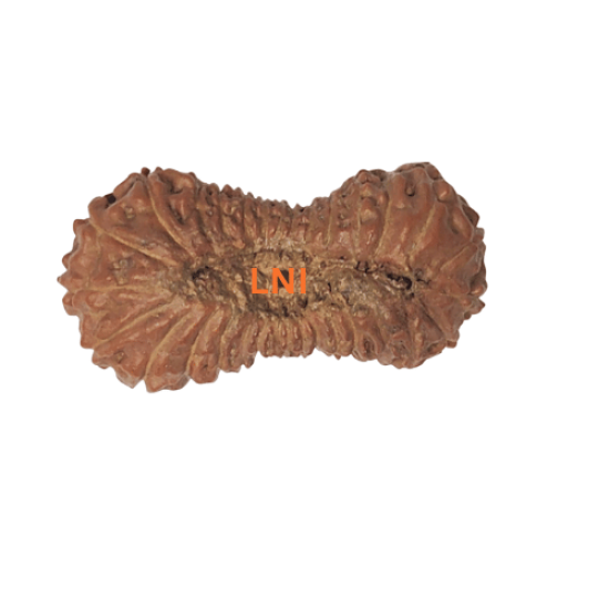 30 Mukhi Rudraksha Size: 26.15 mm (With Lab Certificate) RARE ITEMS image