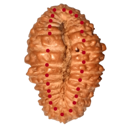 28 Mukhi Rudraksha Size: 16.52 mm (With Lab Certificate)