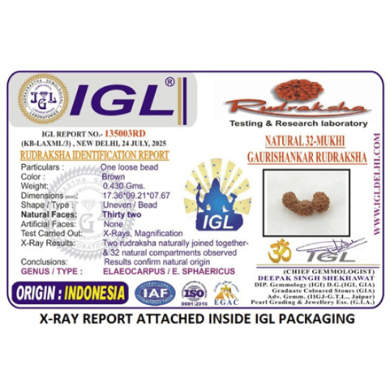 32 Mukhi Gauri Shankar Rudraksha Indonesian Origin – Certified & Rare Spiritual Bead