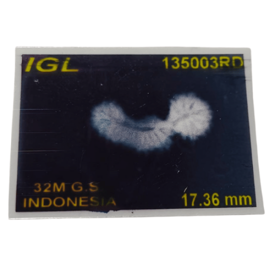 32 Mukhi Gauri Shankar Rudraksha Indonesian Origin – Certified & Rare Spiritual Bead